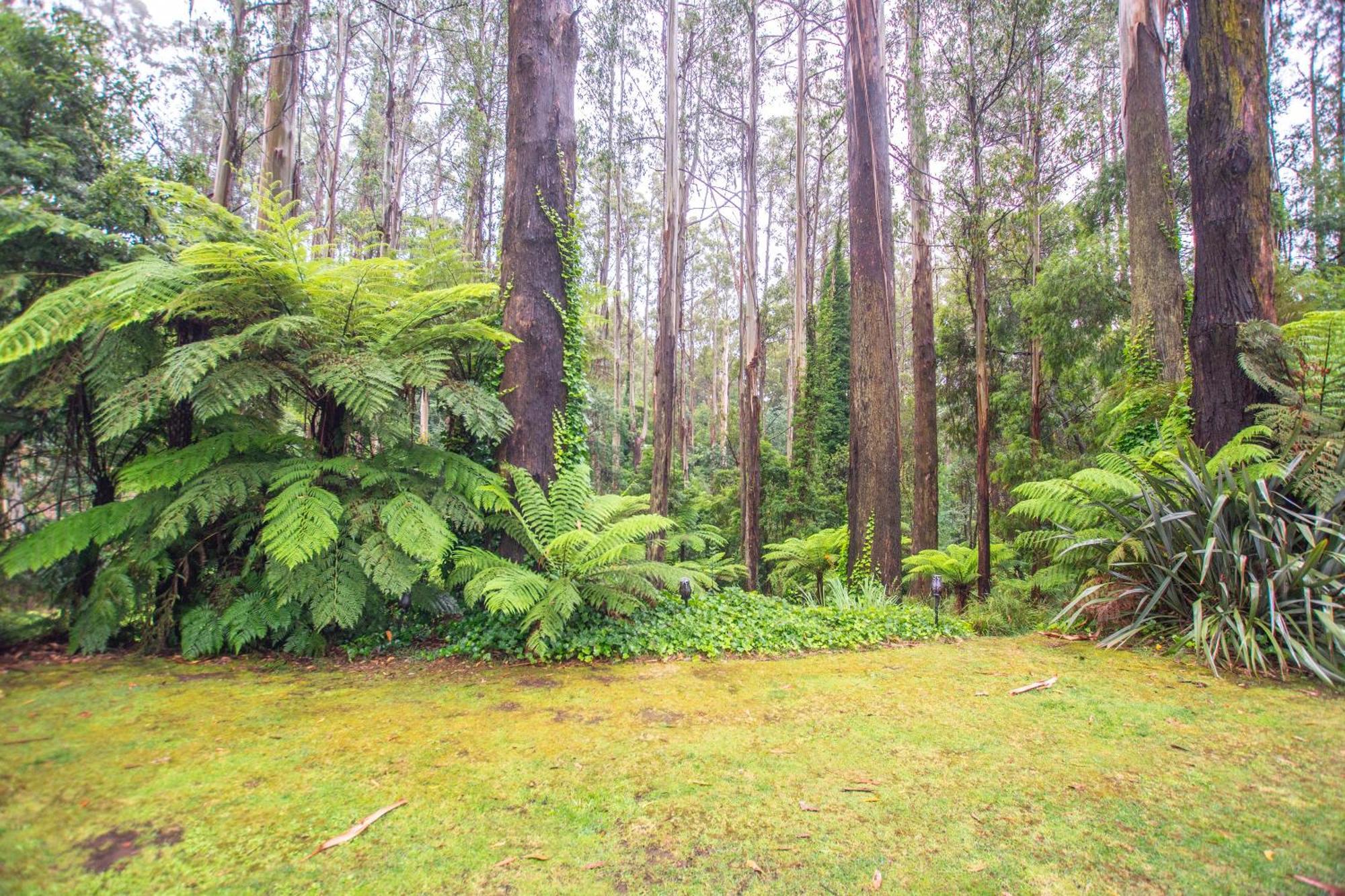 The Fernglen Forest Retreat Bed & Breakfast Mount Dandenong Exterior photo