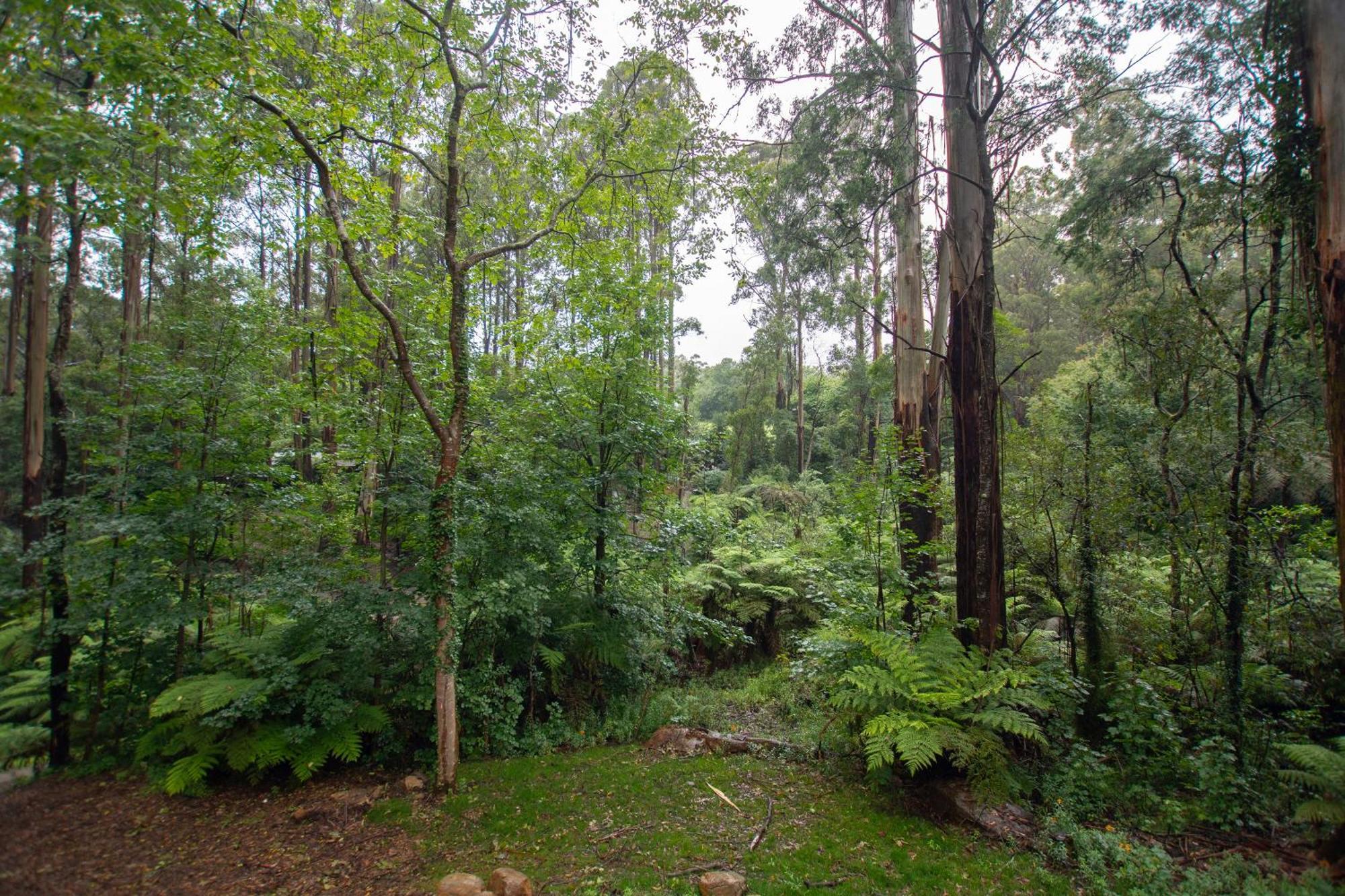 The Fernglen Forest Retreat Bed & Breakfast Mount Dandenong Exterior photo