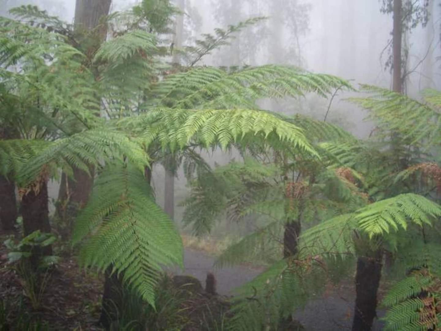 The Fernglen Forest Retreat Bed & Breakfast Mount Dandenong Exterior photo