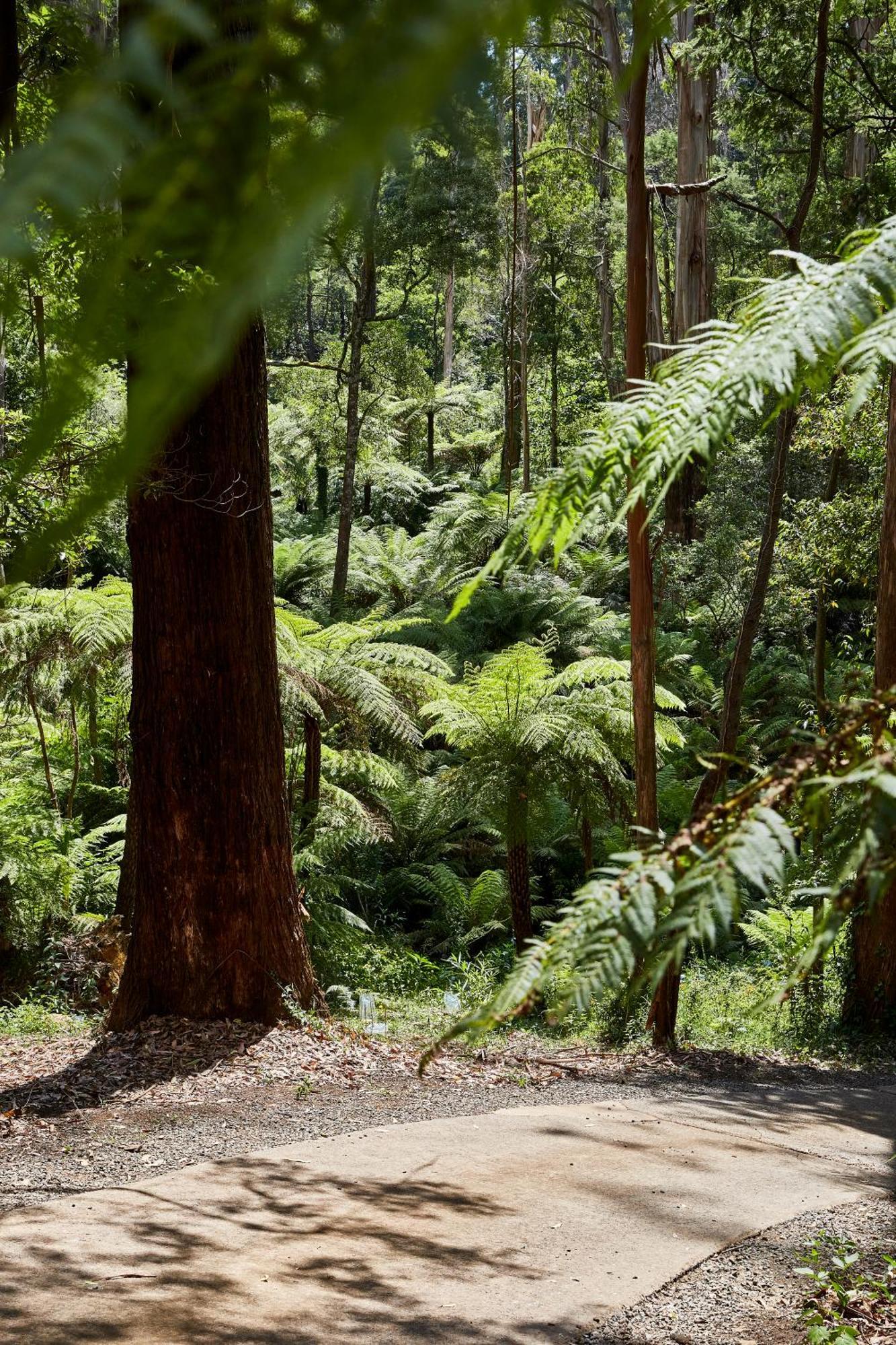 The Fernglen Forest Retreat Bed & Breakfast Mount Dandenong Exterior photo