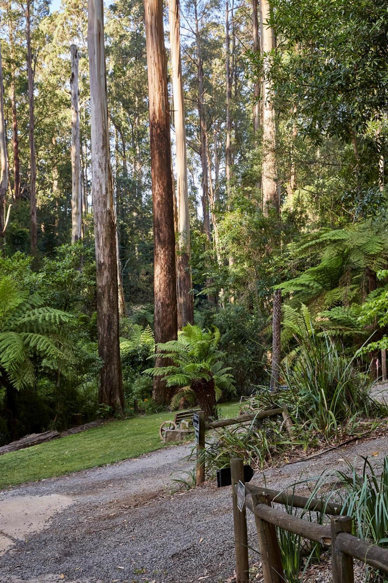 The Fernglen Forest Retreat Bed & Breakfast Mount Dandenong Exterior photo